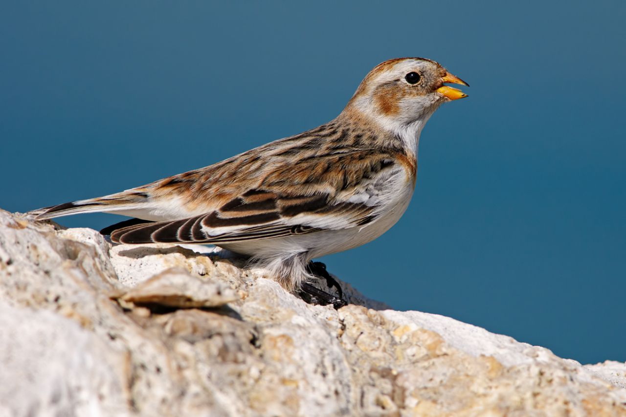 Zigolo delle nevi (Plectrophenax nivalis)